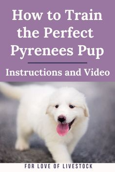 a white dog with its tongue out and the words how to train the perfect pyrness