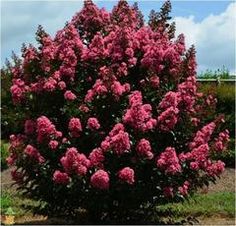 pink flowers are blooming in the middle of a bush with blue sky and clouds behind them