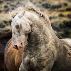 two horses standing next to each other in a field