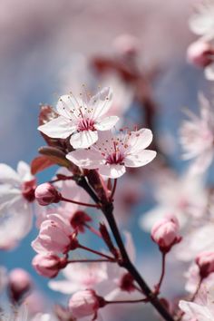 some pink flowers are blooming on a tree