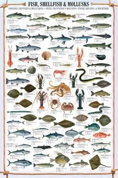 fish, shellfish and molluses poster on a white background with an orange border