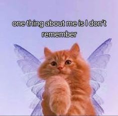 an orange cat with wings on it's back and the caption, one thing about me is i don't remember