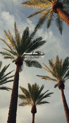 three palm trees reaching up into the sky with clouds in the backgrounnd