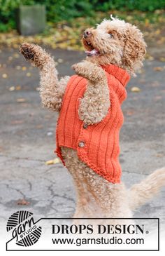 a dog in an orange sweater jumping up into the air