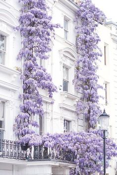 purple flowers are growing on the side of a white building with balconies around it