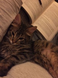 a cat laying on top of a bed next to an open book