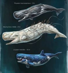 three different types of whales are shown in this diagram, and each one has its own species