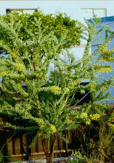 a small tree in front of a building