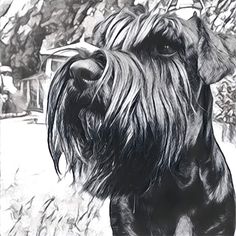 a black and white photo of a dog