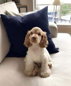 a dog sitting on top of a couch next to a blue pillow