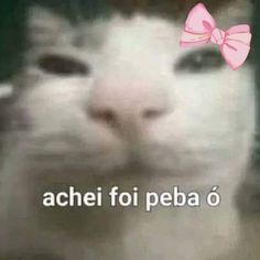 a white cat with a pink bow on it's head and the words achi foi peba o