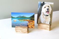 a white dog is standing next to two wooden frames with pictures on them, and one has his mouth open