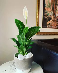 a potted plant sitting on top of a white table next to a black couch