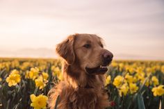 a golden retriever sitting in a field of daffodils looking at the camera