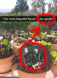 a cat sitting on top of a potted plant next to a picture of the band members