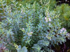 some very pretty green plants with purple flowers