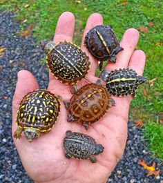 four small turtles sitting on top of each other in the palm of someone's hand