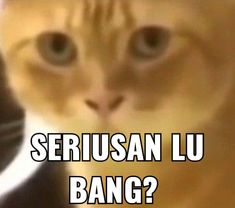 a cat is staring at the camera with caption that says, serusan lu bang?