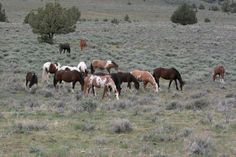 a herd of horses standing on top of a grass covered field next to trees and bushes