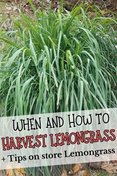 a plant with the words when and how to harvest lemongrass tips on store lemongrass