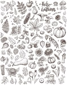 a collection of autumn and fall leaves, mushrooms, acorns, berries, etc