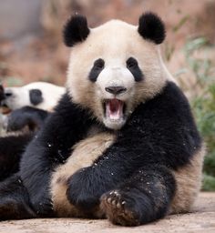 two panda bears sitting on the ground with their mouths open and one is yawning