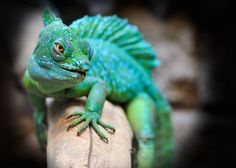 a green lizard sitting on top of a rock