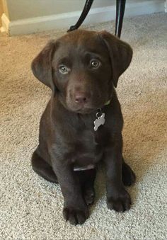 a brown dog sitting on top of a carpeted floor