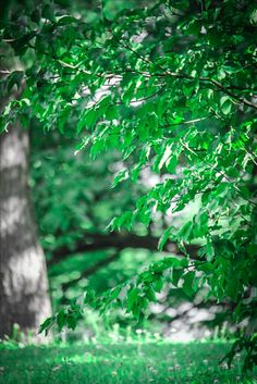 a bench sitting under a tree in the middle of a green park with leaves on it