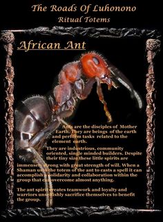 the road of euonono ritual items african ant