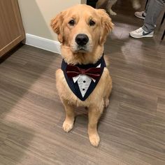 a dog wearing a tuxedo and bow tie sitting in front of a door