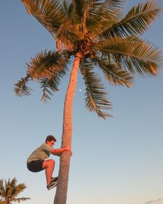 a man climbing up the side of a palm tree on a surfboard with his feet in the air