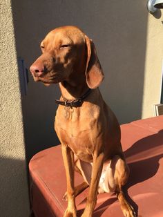 a brown dog sitting on top of a red bench