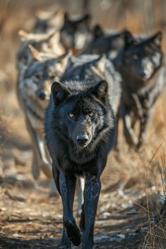 a group of wolfs running down a dirt road