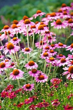 many pink flowers are growing in the grass