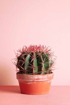 a cactus in a pot on a pink surface