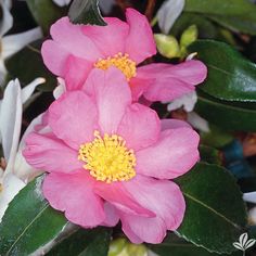 two pink flowers with yellow stamens in the center and green leaves around them