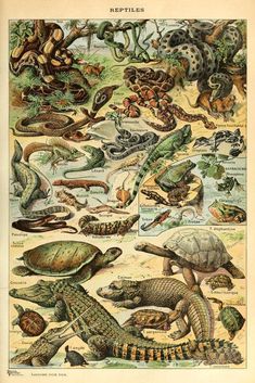 reptiles and other animals are depicted in this antique print from the late 19th century