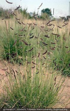 the grass is blowing in the wind