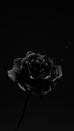 a single black rose is in the dark