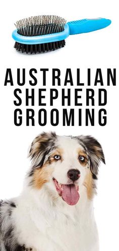 the australian shepherd grooming poster has a dog with its mouth open and a toothbrush above it