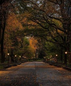 an empty street lined with lots of trees in the middle of fall time, surrounded by leaves on the ground