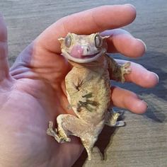 a small lizard sitting on top of a persons hand