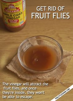 a glass bowl filled with liquid sitting on top of a wooden table next to a jar of fruit flies