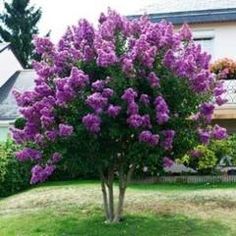 a tree with purple flowers in front of a house