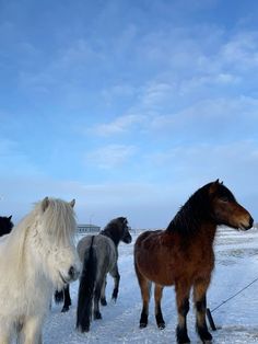 several horses are standing in the snow on a sunny day with blue skies and white clouds