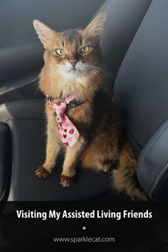 a cat sitting in the back seat of a car wearing a pink and white polka dot tie