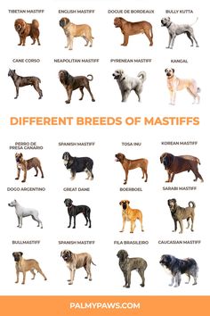 different breeds of mastiffs are shown in this poster