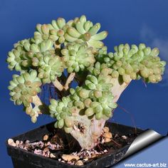 a small green plant in a black pot on top of a blue background with white clouds