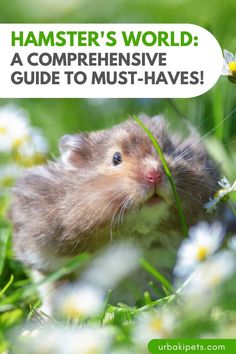 a hamster's world a comprehense guide to must - haves